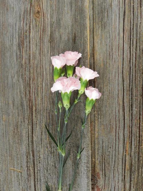 ROXANNE PINK MINI CARNATIONS